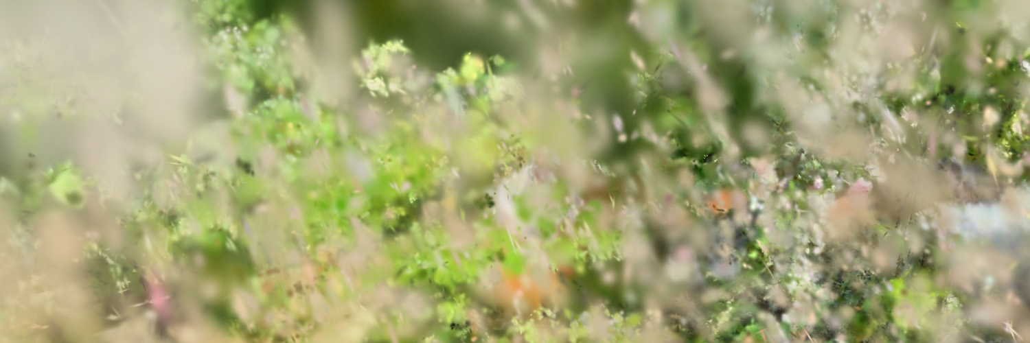 Felina Russ — Portfolio Banner